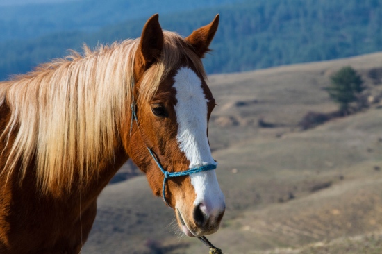 жребче, красавица, шампион
